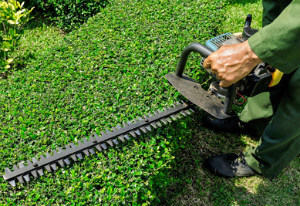 Hedge Trimming